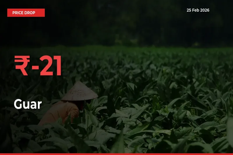 Guar Prices Drop 20.85% in 24 Hours at Major Mandis
