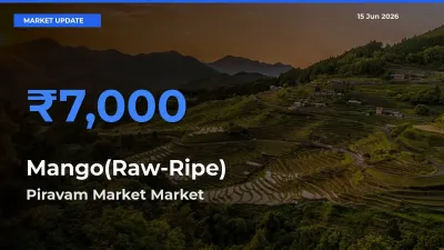 Piravam Market Tops Mango(Raw-Ripe) Rates – June 15 Market Update