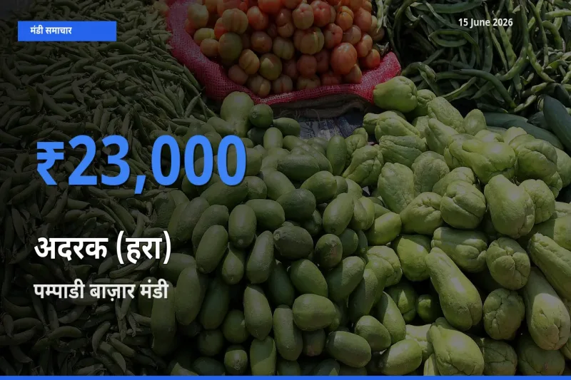 पम्पाडी बाज़ार मंडी में आज अदरक (हरा) के सबसे ऊँचे दाम दर्ज