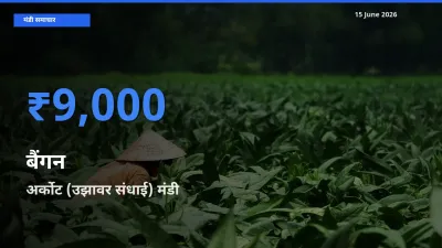 अर्कोट (उझावर संधाई) मंडी में आज बैंगन के सबसे ऊँचे दाम दर्ज