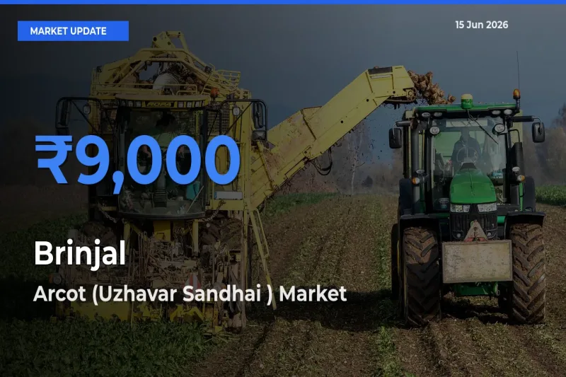 Arcot (Uzhavar Sandhai ) Tops Brinjal Rates – June 15 Market Update
