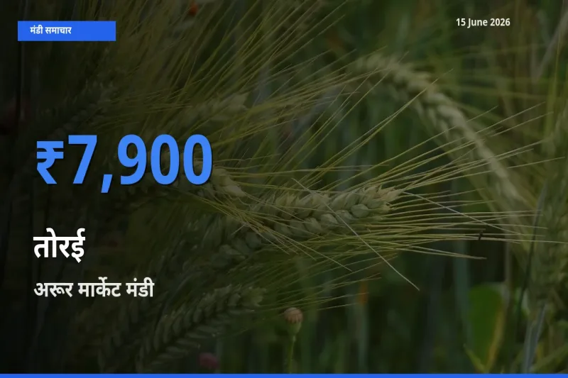 टॉप मंडी बना अरूर मार्केट! तोरई के सबसे ऊँचे दाम यहीं दर्ज