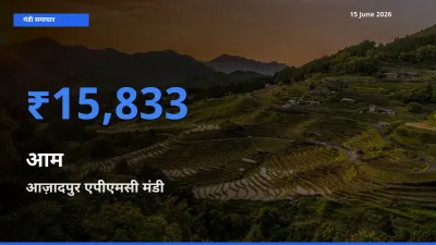 15 June अपडेट: आम के सबसे ऊँचे दाम आज़ादपुर एपीएमसी मंडी में