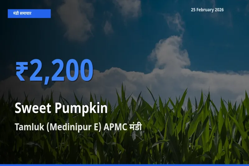 किसानों की पसंद बना Tamluk (Medinipur E) APMC, Sweet Pumpkin के सबसे अच्छे दाम