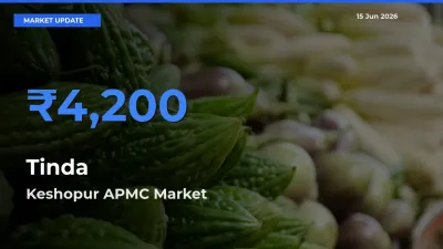 Keshopur APMC Offers ₹4,200 – Highest Tinda Rate Today