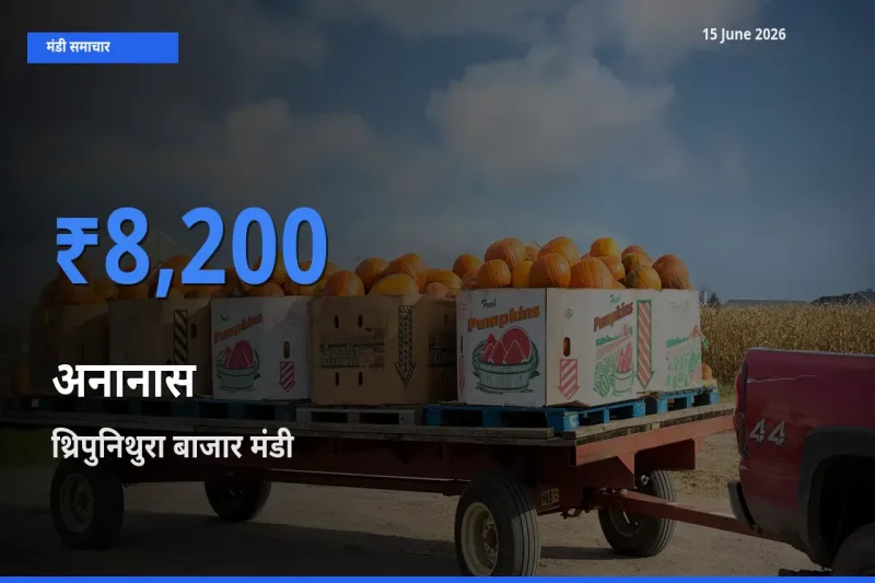 आज अनानास के सबसे ज़्यादा दाम थ्रिपुनिथुरा बाजार मंडी में दर्ज