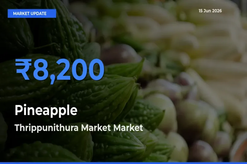 Thrippunithura Market Tops Pineapple Rates – June 15 Market Update