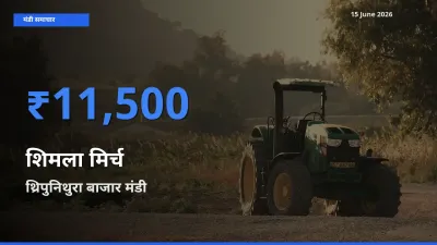थ्रिपुनिथुरा बाजार मंडी में आज शिमला मिर्च के सबसे ऊँचे दाम दर्ज