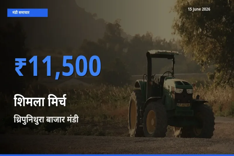 थ्रिपुनिथुरा बाजार मंडी में आज शिमला मिर्च के सबसे ऊँचे दाम दर्ज