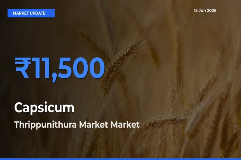 Thrippunithura Market Tops Capsicum Rates – June 15 Market Update