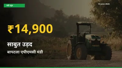 रिकॉर्ड तेज़ी! बापटला एपीएमसी में साबुत उड़द ₹14,900 पर पहुँचा