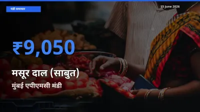 बाज़ार संकेत: मुंबई एपीएमसी बना मसूर दाल (साबुत) के लिए आज की टॉप मंडी