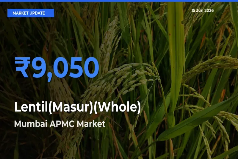 Mumbai APMC Emerges as Top Mandi for Lentil(Masur)(Whole) Prices Today