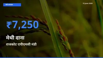 राजकोट एपीएमसी मंडी में आज मेथी दाना के सबसे ऊँचे दाम दर्ज