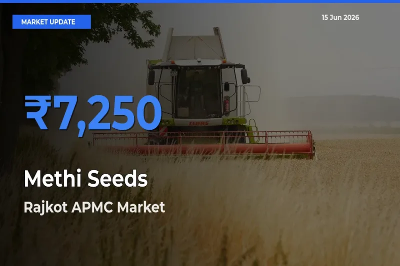 Rajkot APMC Leads as Top Mandi for Methi Seeds Prices