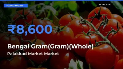 Market Watch: Palakkad Market Becomes Top Mandi for Bengal Gram(Gram)(Whole)