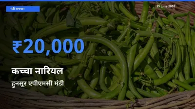 टॉप मंडी बना हुनसूर एपीएमसी! कच्चा नारियल के सबसे ऊँचे दाम यहीं दर्ज