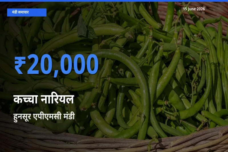 टॉप मंडी बना हुनसूर एपीएमसी! कच्चा नारियल के सबसे ऊँचे दाम यहीं दर्ज