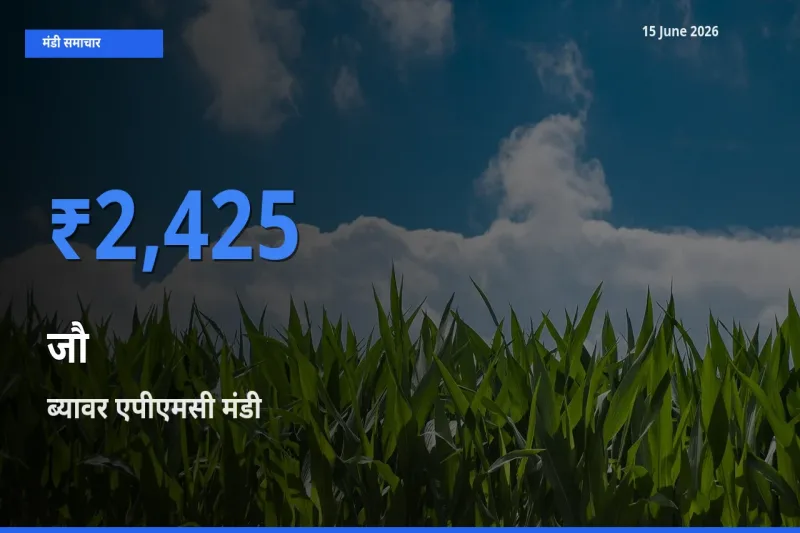 बाज़ार संकेत: ब्यावर एपीएमसी बना जौ के लिए आज की टॉप मंडी