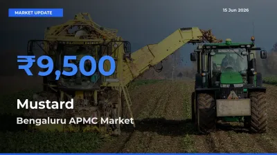 Mustard Mandi Rate Today: Bengaluru APMC Tops the List