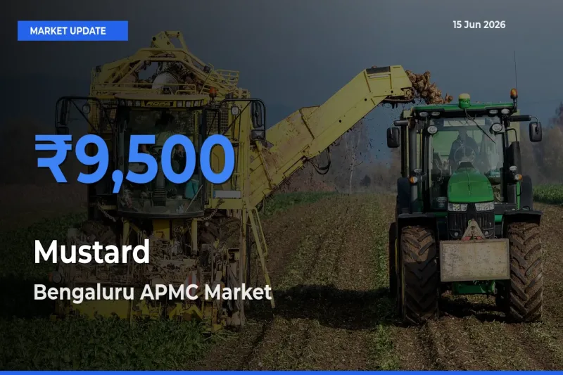 Mustard Mandi Rate Today: Bengaluru APMC Tops the List