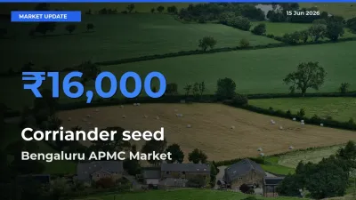 Farmers Prefer Bengaluru APMC as Corriander seed Hits Highest Rate