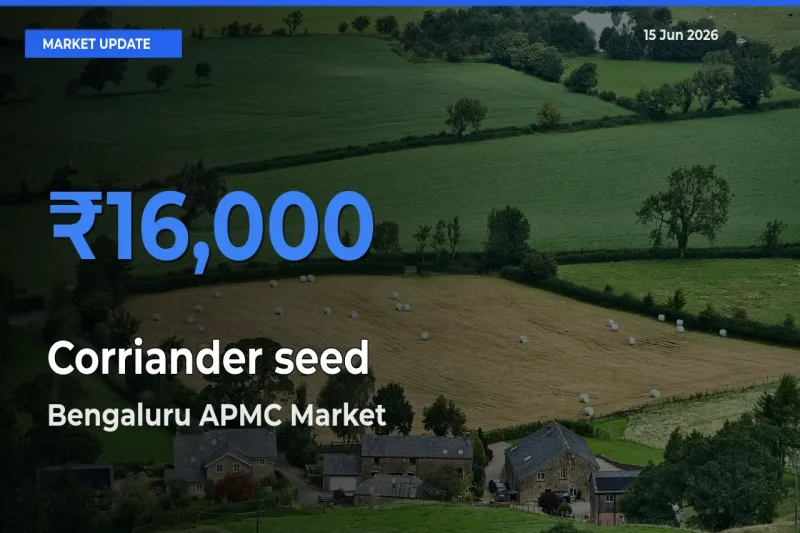Farmers Prefer Bengaluru APMC as Corriander seed Hits Highest Rate