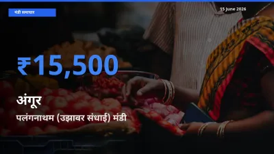 बाज़ार संकेत: पलंगनाथम (उझावर संधाई) बना अंगूर के लिए आज की टॉप मंडी