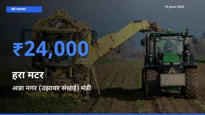 आज हरा मटर के सबसे ज़्यादा दाम अन्ना नगर (उझावर संधाई) मंडी में दर्ज
