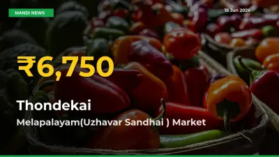 Thondekai Prices Soar to Record High in Melapalayam(Uzhavar Sandhai ) – Farmers Alert Today