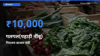 पिरावम बाजार मंडी में गलगल(पहाड़ी नींबू) ₹10,000 पर पहुँचा – आज का सर्वोच्च भाव