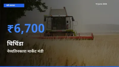 आज का मंडी भाव: चिचिंडा के सबसे ज़्यादा दाम नेय्यतिनकारा मार्केट में
