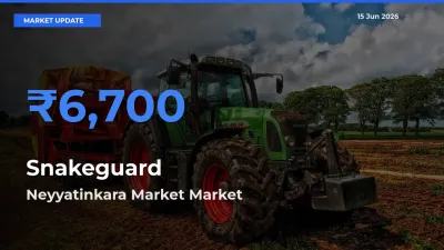 Snakeguard Mandi Rate Today: Neyyatinkara Market Tops the List