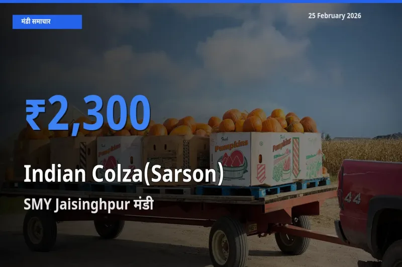 आज Indian Colza(Sarson) के सबसे ज़्यादा दाम SMY Jaisinghpur मंडी में दर्ज