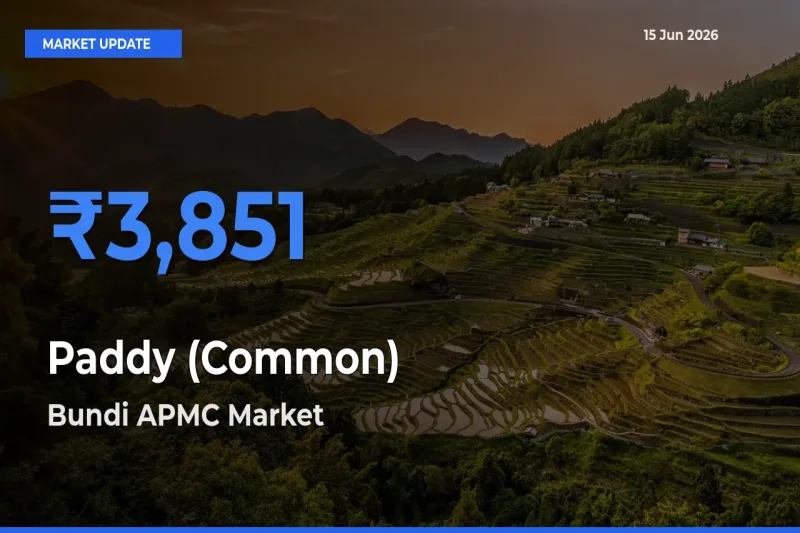 Market Watch: Bundi APMC Becomes Top Mandi for Paddy (Common)
