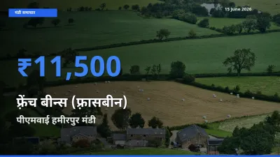 किसानों की पसंद बना पीएमवाई हमीरपुर, फ़्रेंच बीन्स (फ़्रासबीन) के सबसे अच्छे दाम