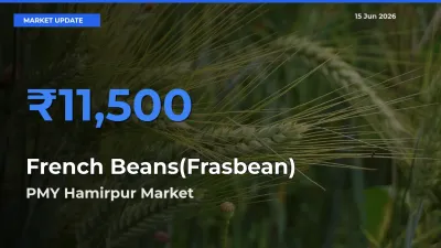 PMY Hamirpur Records Highest ₹11,500 Rate for French Beans(Frasbean)