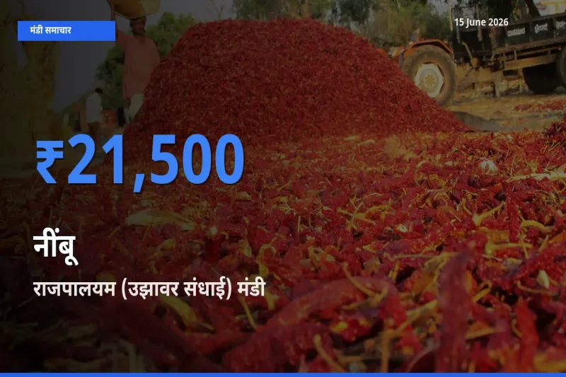 राजपालयम (उझावर संधाई) मंडी में नींबू ₹21,500 पर पहुँचा – आज का सर्वोच्च भाव