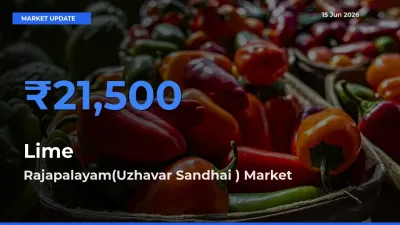 Rajapalayam(Uzhavar Sandhai ) Tops Lime Rates – June 15 Market Update