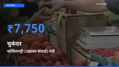 कोविलपट्टी (उझावर संधाई) मंडी में चुकंदर ₹7,750 पर पहुँचा – आज का सर्वोच्च भाव