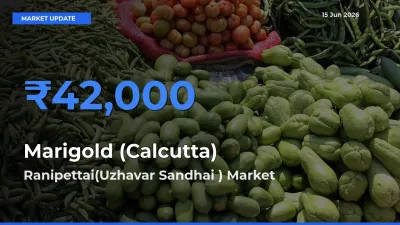 Ranipettai(Uzhavar Sandhai ) Leads as Top Mandi for Marigold (Calcutta) Prices