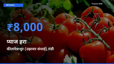 कीलपेन्नाथुर (उझावर संधाई) मंडी में आज प्याज हरा के सबसे ऊँचे दाम दर्ज