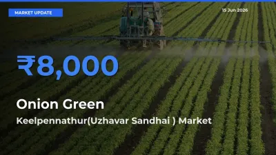 Top Performer! Keelpennathur(Uzhavar Sandhai ) Offers Best Onion Green Price Today