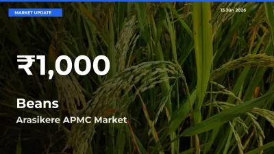 Farmers Concerned as Beans Hits 30-Day Low in Arasikere APMC