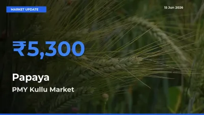 PMY Kullu Offers ₹5,300 – Highest Papaya Rate Today