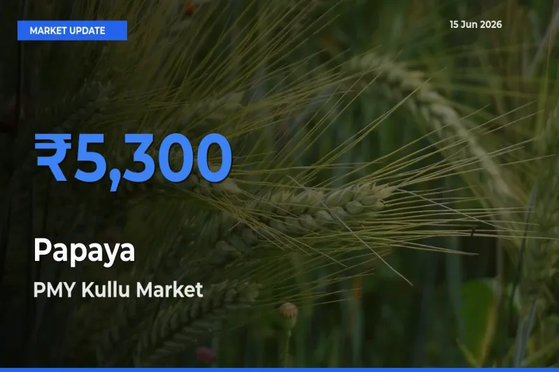 PMY Kullu Offers ₹5,300 – Highest Papaya Rate Today