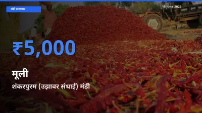 शंकरपुरम (उझावर संधाई) में मूली का आज सबसे ऊँचा भाव