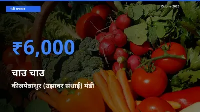 15 June अपडेट: चाउ चाउ के सबसे ऊँचे दाम कीलपेन्नाथुर (उझावर संधाई) मंडी में