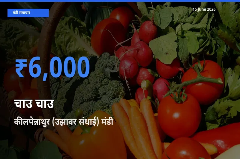 15 June अपडेट: चाउ चाउ के सबसे ऊँचे दाम कीलपेन्नाथुर (उझावर संधाई) मंडी में