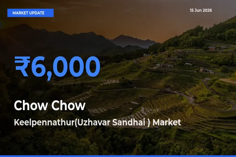 Keelpennathur(Uzhavar Sandhai ) Tops Chow Chow Mandi Rates Today